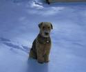 airedale