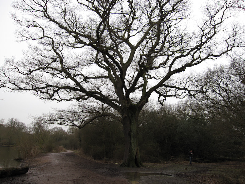 Epping Forest