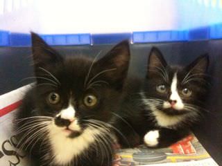 kittens