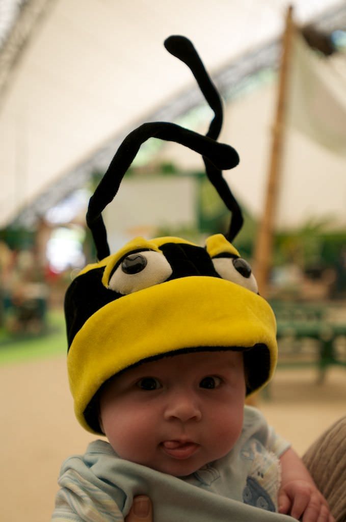 bee