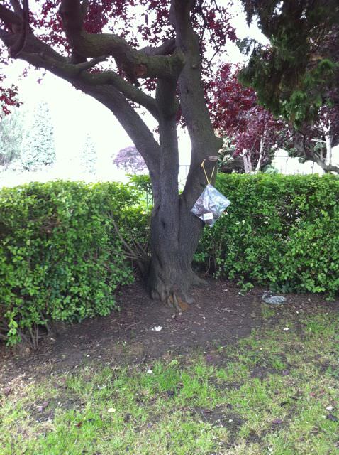 hidden in a tree