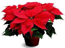 poinsettia