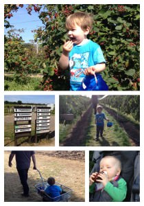 pick your own pick your own