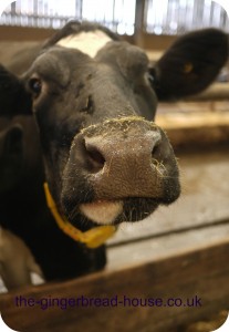 Yeo Valley cow