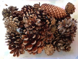 pinecones