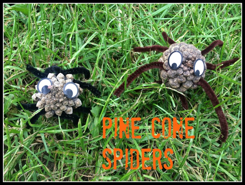 pine cone spiders