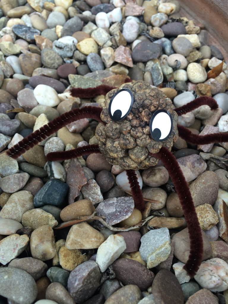 pine cone spiders 