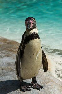 penguin beach