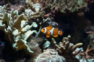 Nemo at London Zoo