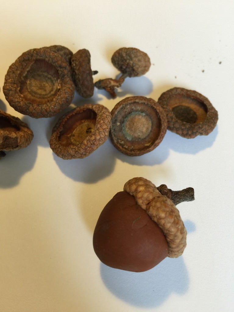 play dough acorn - holly be tells