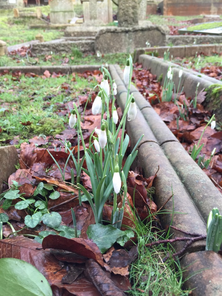 tiny snowdrops