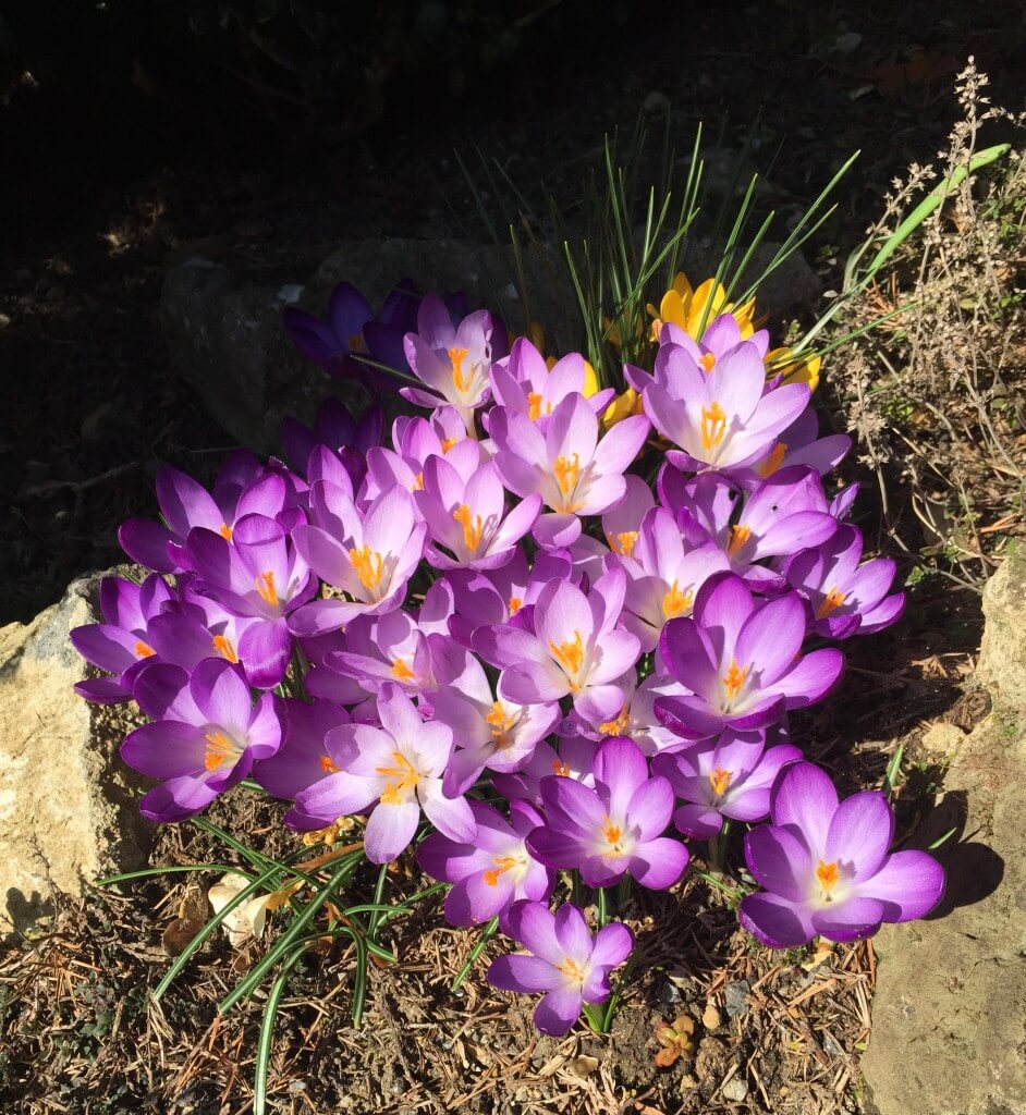 crocuses at Bekonscot