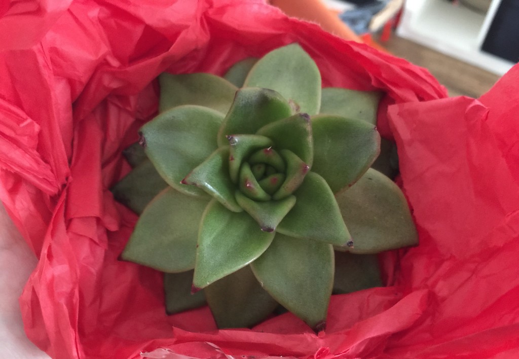 succulent Echeveria