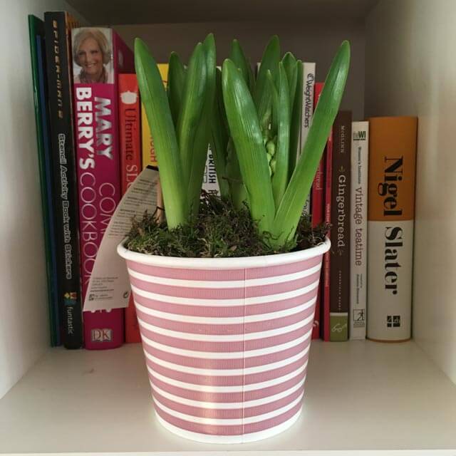 hyacinths in a pot