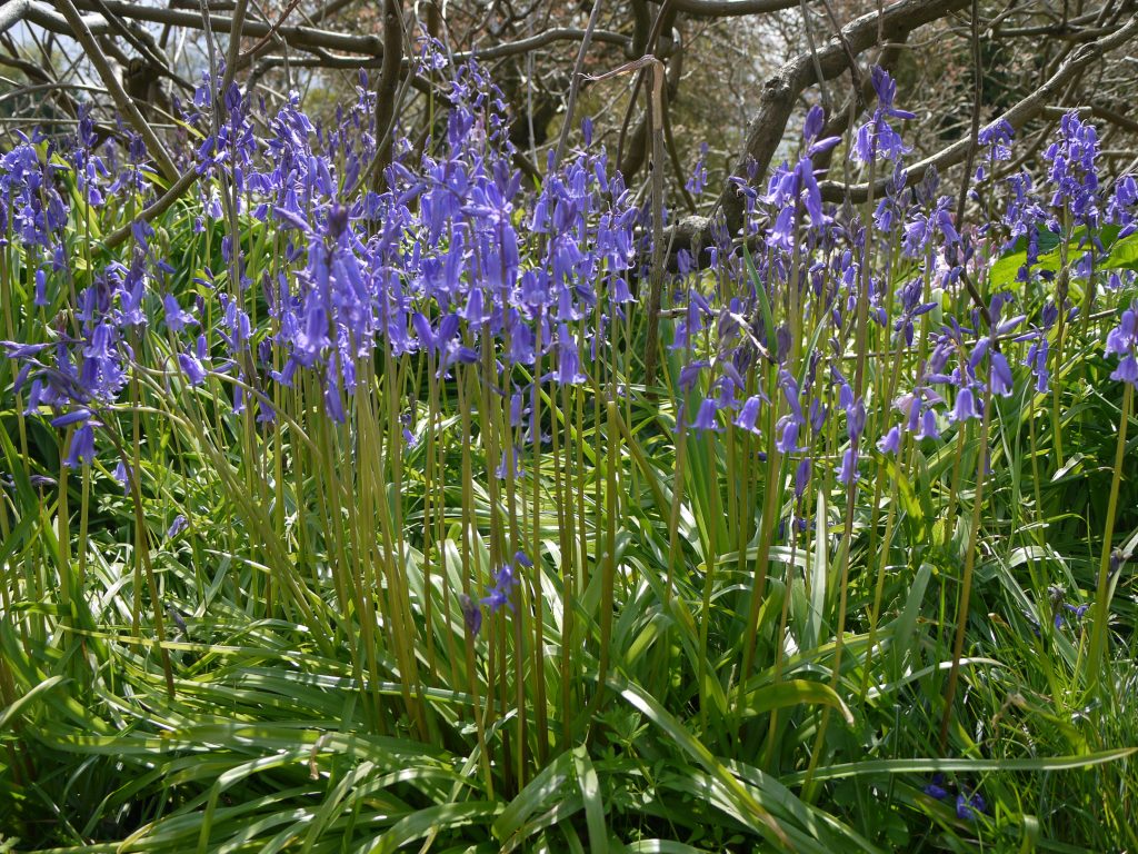 bluebells at Cliveden