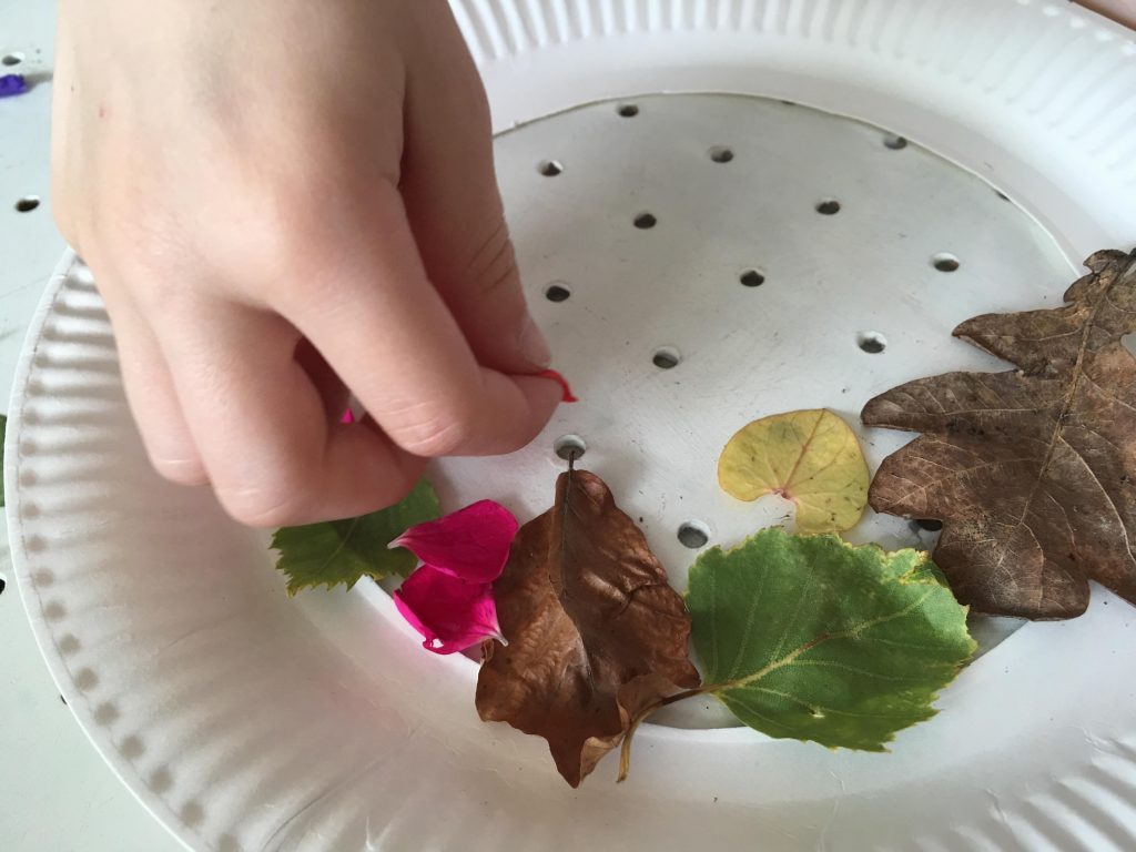 Sun catchers from nature
