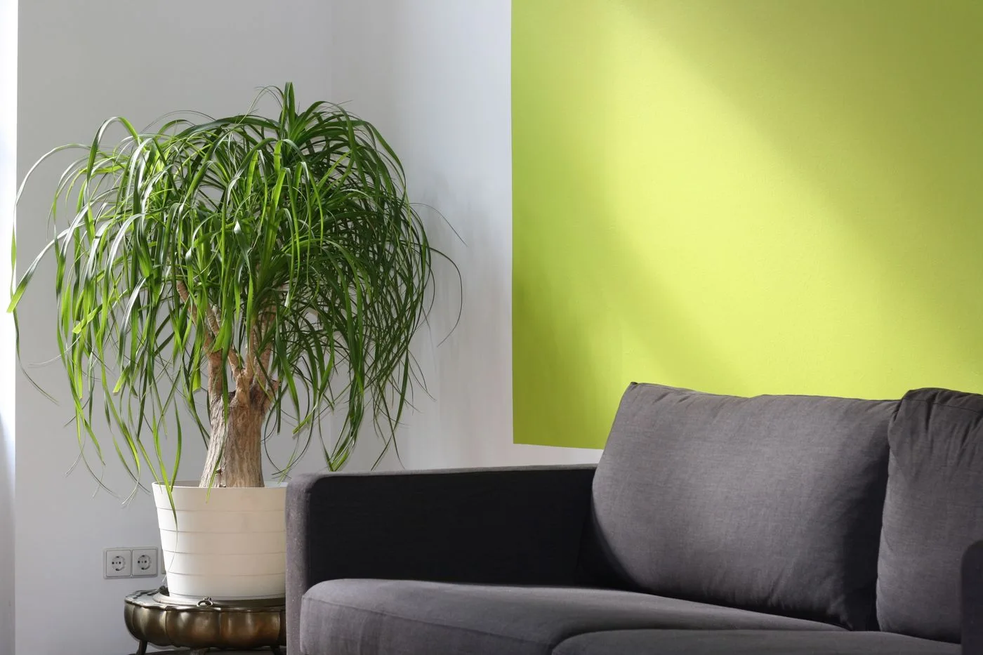 A gray sofa and tall indoor plant beside a bright green wall